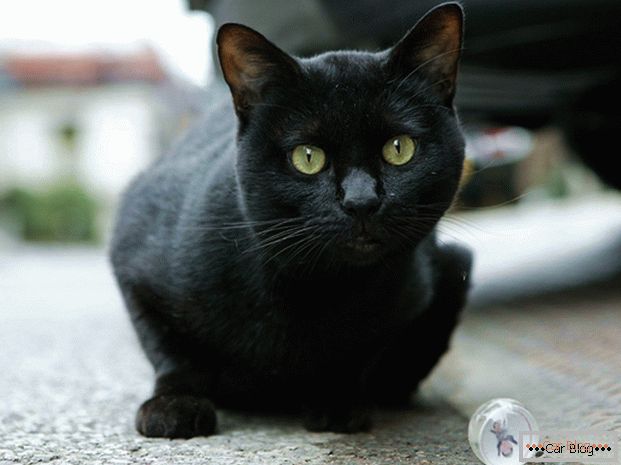 Црна мачка на путу - до несреће